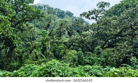 A vibrant rainforest canopy teeming with lush green vegetation. This dense and thriving ecosystem showcases the beauty and biodiversity of tropical nature