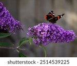 A vibrant Red Admiral butterfly with black, white, and orange wings perched on a lively Buddleia (Buddleja Davidii) cluster of purple flowers in a garden setting.