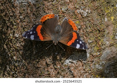 A vibrant red admiral butterfly (Vanessa atalanta) rests on the rough textured bark of a tree, its wings spread wide to display striking orange, black, and white markings. - Powered by Shutterstock