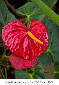 Una vibrante flor Anthurium