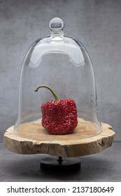 Vibrant Red Bell Pepper Paprika Underneath A Glass Dome On A Wooden Display Against A Stylish Contemporary Gray Background. Studio Food Abstract Still Life.