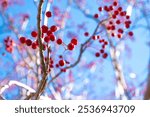 Vibrant red berries hang from thin branches against a crisp blue sky, showcasing the colors of the late autumn season. This close-up captures the intricate details of the berries, with a blurred