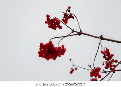 Vibrant red berries hanging on bare branches against a cloudy gray sky, symbolizing winter and minimalism. - Powered by Shutterstock