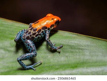 A vibrant red and blue poison dart frog (Ranitomeya reticulata) perched on a leaf in the Amazon rainforest. Known for its bright colors, this frog is highly toxic.