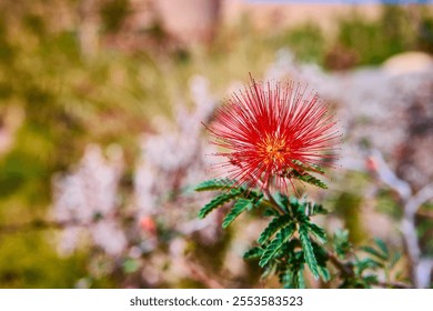 Vibrant Red Bottlebrush Flower Close-Up in Garden Setting - Powered by Shutterstock