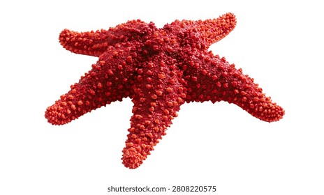 Vibrant red bumpy starfish with five arms