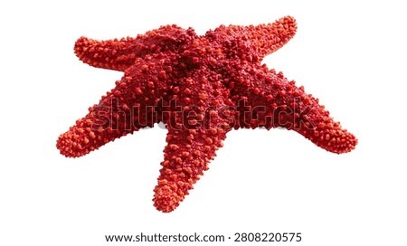Vibrant red bumpy starfish with five arms