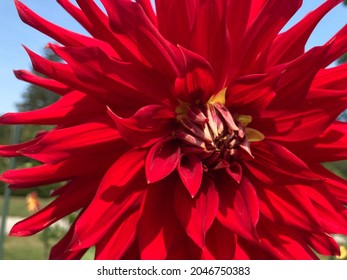 Vibrant Red Cactus Dahlia Flower