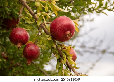 The vibrant red color of the pomegranates contrasts beautifully with the greenery, creating a natural, seasonal feel. Perfect for showcasing the beauty of nature and the richness of harvest season. - Powered by Shutterstock