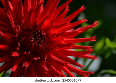 Vibrant Red Dahlia Bloom Against a Lush Green Background - Powered by Shutterstock