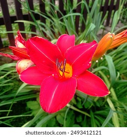 A vibrant red daylily in full bloom is captured in the foreground, with its bright yellow center and dark stamens. Green foliage and a wooden fence provide a natural background - Powered by Shutterstock