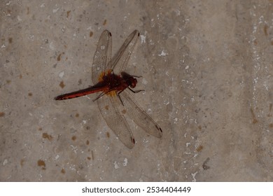 A vibrant red dragonfly rests gracefully on a textured stone surface, illuminated by soft sunlight in a tranquil garden, showcasing its intricate wings and colors. - Powered by Shutterstock