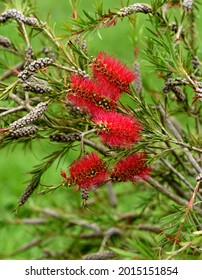 The Vibrant Red Flowers Of A Cliff Bottle Brush Plant.