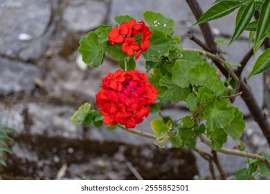 A vibrant red Geranium flower cluster, blooming beautifully on a plant with broad green leaves.Set against a rustic stone background in the backyard of a hill house in the state of Uttarakhand, India. - Powered by Shutterstock