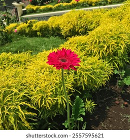 Vibrant red gerbera daisy in a lush green and yellow landscaped garden on a sunny day. - Powered by Shutterstock