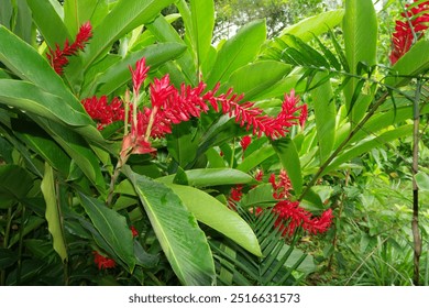 Vibrant red ginger flowers bloom amidst lush greenery in Belize on a sunny day - Powered by Shutterstock