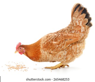 A vibrant red hen is pecking away at grain on the white ground - Shutterstock ID 265468253