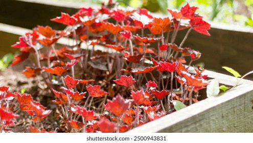 Vibrant red Heuchera leaves in raised wooden garden bed, bathed in natural sunlight, create striking contrast. - Powered by Shutterstock