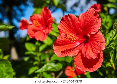 Vibrant Red Hibiscus Trio with Lush Green Foliage, Garden Close-Up - Powered by Shutterstock