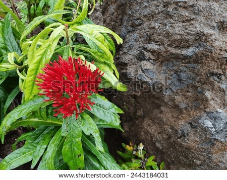 Vibrant red Jungle geranium or Ixora flower buds next to a huge rock.