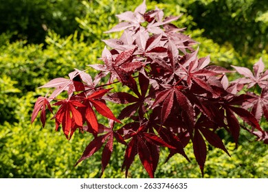 Vibrant red leaves Japanese maple (Acer Palmatum) with glossy texture , set against lush green background. Japanese maple grows on bank of garden pond
