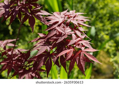Vibrant red leaves Japanese maple (Acer Palmatum) out against  lush green background, showcasing nature's striking contrast. Japanese maple grows on bank of garden pond