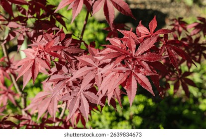 Vibrant red leaves Japanese maple (Acer Palmatum), set against lush green background, showcasing beautiful contrast of colors. Japanese maple grows on bank of garden pond - Powered by Shutterstock - Get 15% off with code: PIKWIZARD15