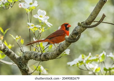 Vibrant Red Male Cardinal Bird Perched High Up On A Flowering Dogwood Tree Branch With A Bright Sunny Background Of The Forest In Springtime