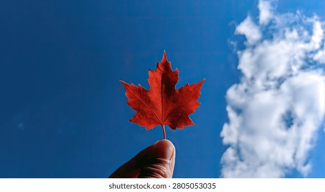 A vibrant red maple leaf is held up against a clear blue sky with white, fluffy clouds, symbolizing autumn and nature.