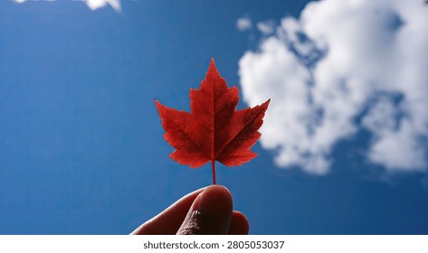 A vibrant red maple leaf is held up against a bright blue sky dotted with fluffy white clouds.