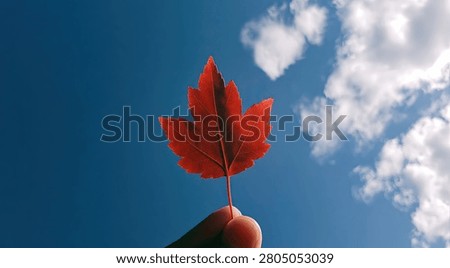 A vibrant red maple leaf is held up against a clear blue sky dotted with fluffy white clouds, symbolizing autumn and nature.