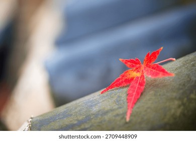 Vibrant red maple leaf resting on a mossy log in a serene autumn forest setting