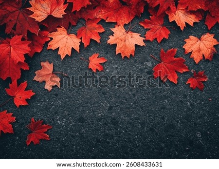Vibrant red maple leaves create a beautiful autumnal border against dark asphalt ground This image is perfect for seasonal designs and fall-themed marketing.