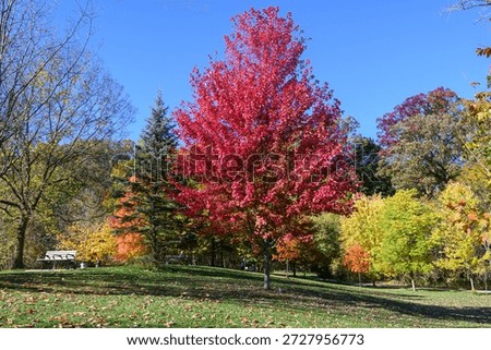 Vibrant red maple tree standing prominently in a High Park landscape, surrounded by diverse foliage displaying brilliant yellow, orange, and green autumn colors under a clear blue sky