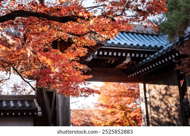 Vibrant red and orange autumn leaves hanging over a traditional Japanese temple gate. - Powered by Shutterstock