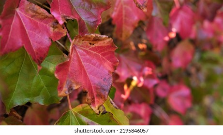 16,848 Pink Ivy Images, Stock Photos & Vectors | Shutterstock