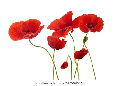 Vibrant Red Poppies Isolated on White - Powered by Shutterstock