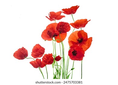 Vibrant Red Poppies on White Background. Symbol of remembrance day. - Powered by Shutterstock