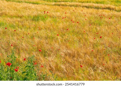 Vibrant Red Poppies in Sunlit Meadow. Field of Wild Flowers in Full Bloom - Powered by Shutterstock