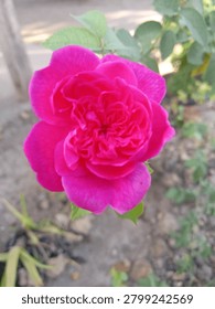 vibrant red rose clous up 