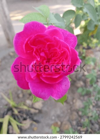 vibrant red rose clous up 