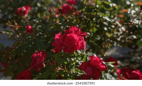 Vibrant red roses blooming outdoors in a sunlit garden in puglia, italy, showcasing the beauty of this beloved flowering plant. - Powered by Shutterstock