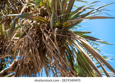 Vibrant red segmented pandan fruit hangs amid long, spiky green leaves and dry fronds. Green unripe fruits dot the tree; bright blue sky peeks through sunlit foliage.