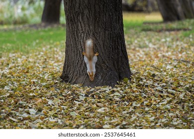 vibrant red squirrel dashes down a tree trunk, showcasing its agility and curiosity. The scene captures nature's elegance, highlighting the bond between wildlife and the towering trees