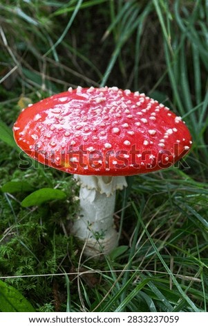 A vibrant Red Toadstool (Fly Agaric)