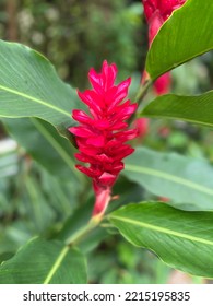 Vibrant Red Wild Ginger Bloom