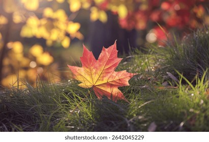 A vibrant red and yellow maple leaf rests gently in a bed of green grass, with a softly blurred background of autumnal foliage.