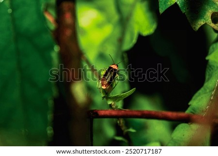 A vibrant red-necked firefly (Luciola kagiana) is perched on delicate white blossoms. Its distinctive red thorax and black elytra contrast beautifully with the white flowers. Taiwan.