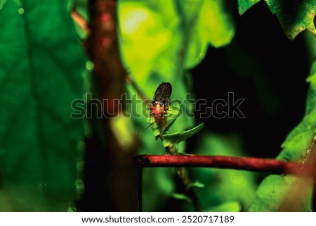 A vibrant red-necked firefly (Luciola kagiana) is perched on delicate white blossoms. Its distinctive red thorax and black elytra contrast beautifully with the white flowers. Taiwan.
