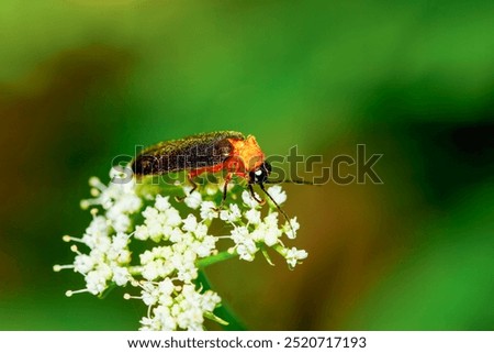A vibrant red-necked firefly (Luciola kagiana) is perched on delicate white blossoms. Its distinctive red thorax and black elytra contrast beautifully with the white flowers. Taiwan.